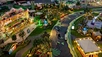 palm areca